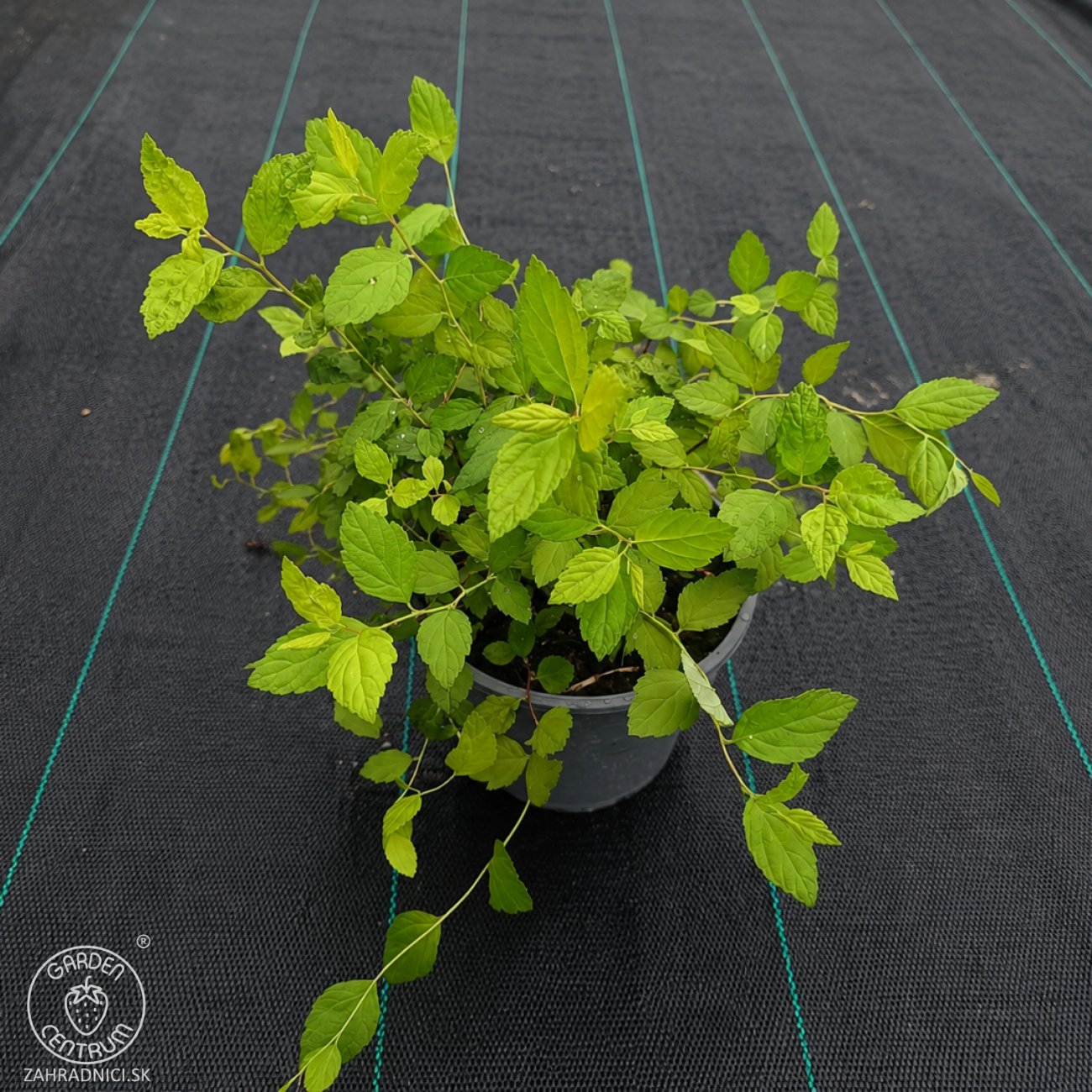 Obrázok Tavoľník japonský (Spiraea Japonica) ´GOLDEN PRINCESS´ - výška 10-20 cm ⌀ 20 cm , kont. C2L